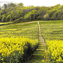 屎壳郎视频直播全集_屎壳郎资料大全-YY官方