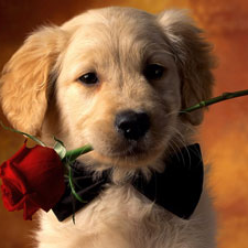 赵山河的关注和粉丝 -YY直播-YY.COM中国领先