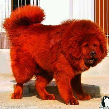 昆仑决-程兮的主页-YY直播-YY.COM中国领先的