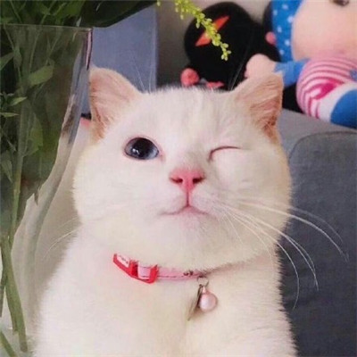 月月传媒