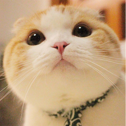 野区歌神直播间关注粉丝_野区歌神粉丝留言_