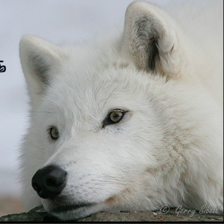 ζ っ独醉青楼的直播-YY直播-YY.COM中国领先