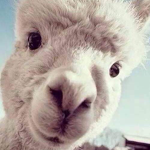 4236* XXX * 挚爱可可 堕的主页-YY直播-YY.CO