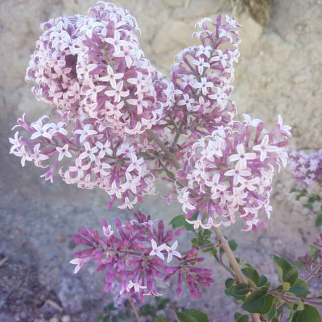 丫蛋直播间关注粉丝_丫蛋粉丝留言_丫蛋粉丝