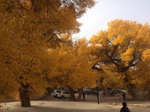 背时娃娃的主页-YY直播-YY.COM中国领先的直