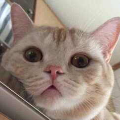 dit77kbb7zf直播间关注粉丝_dit77kbb7zf粉丝留