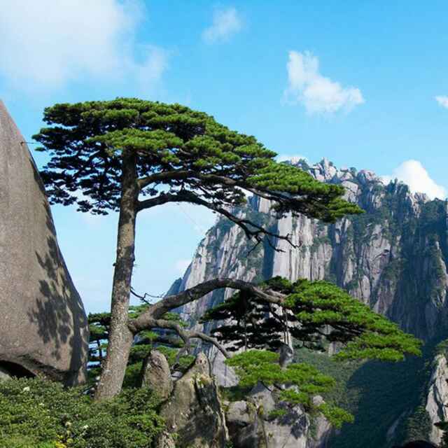 头像截图