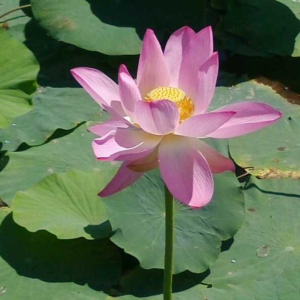 可怜小主播直播间关注粉丝_可怜小主播粉丝留