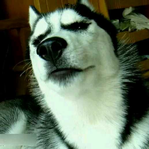 红鲤鱼与绿鲤鱼与驴的关注和粉丝 -YY直播-YY