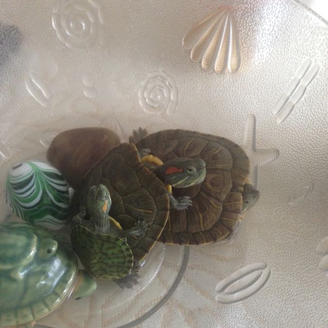 天道修罗℡的主页-YY直播-YY.COM中国领先的