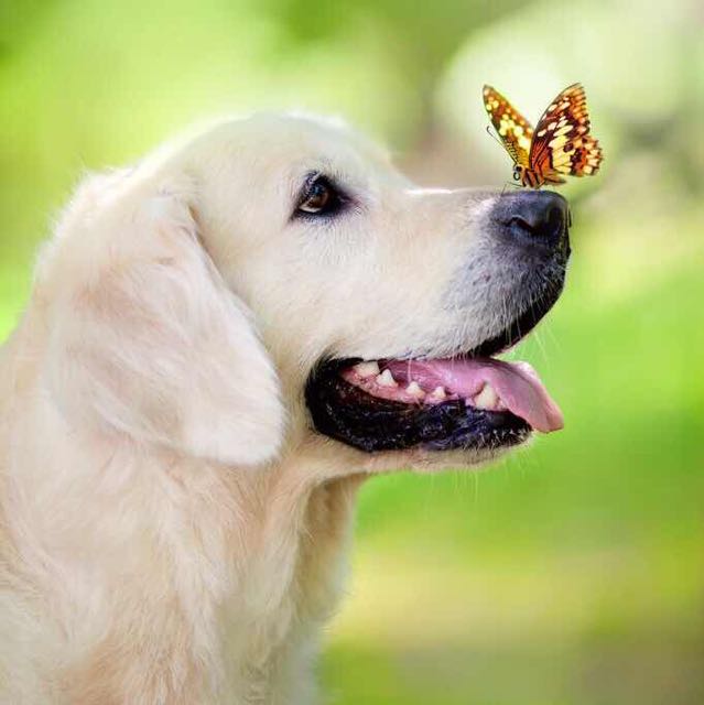 城市GDP吧慕洋犬_慕洋犬表情包