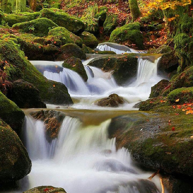 匈牙利富有的蝴蝶