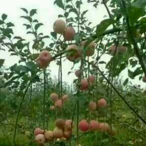 别怪哥哥不是人,只因嫂子太迷人视频直播全集