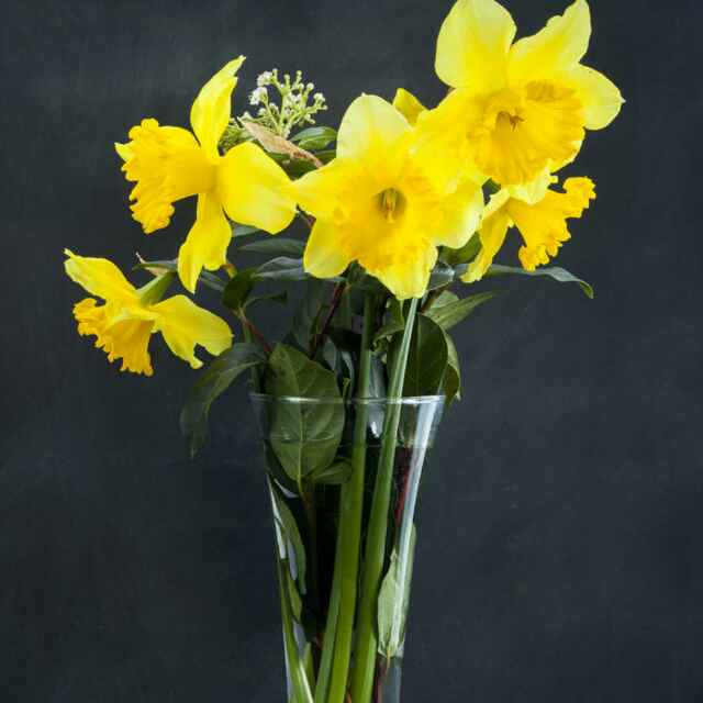 VlP视频直播全集_VlP资料大全-YY官方