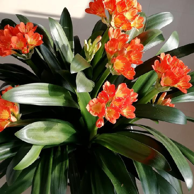 风雨欲来花满楼446