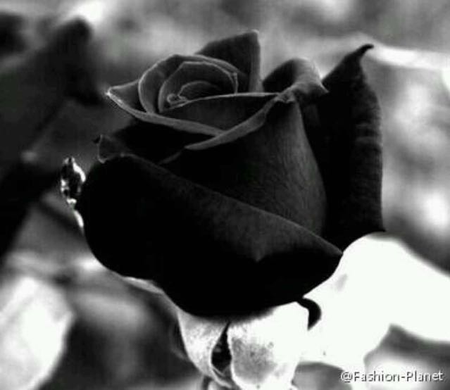 黑玫瑰带刺,远离 关 