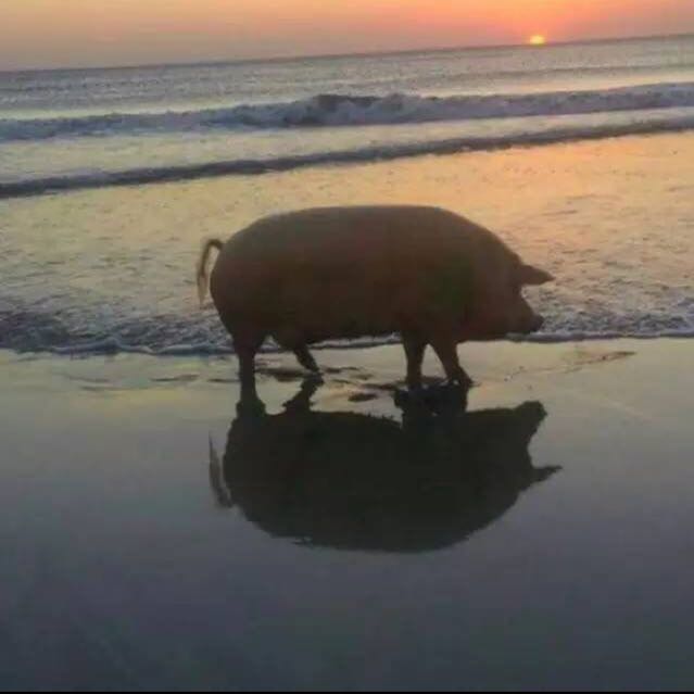 王小佳直播间关注粉丝_王小佳粉丝留言_王小