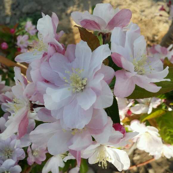 郑叫兽视频直播全集_郑叫兽资料大全-YY官方