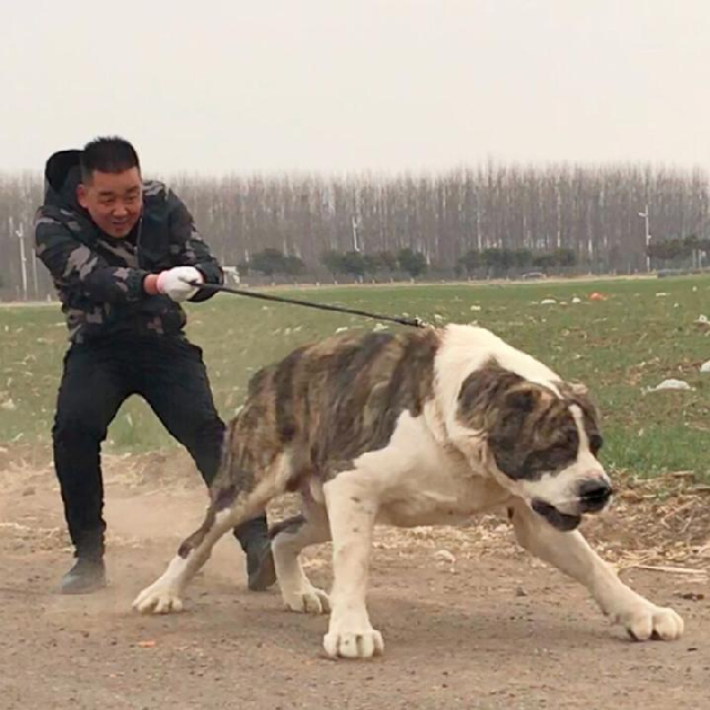 烈风猛犬视频直播全集_烈风猛犬资料大全-YY官