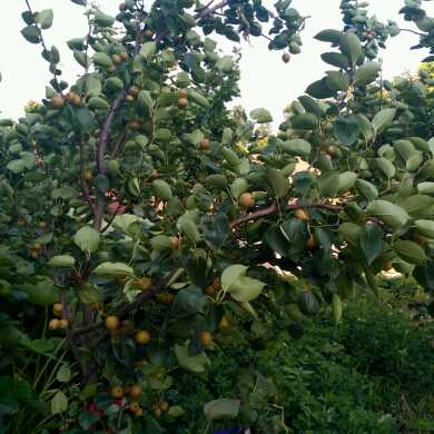 副统帅视频直播全集_副统帅资料大全-YY官方