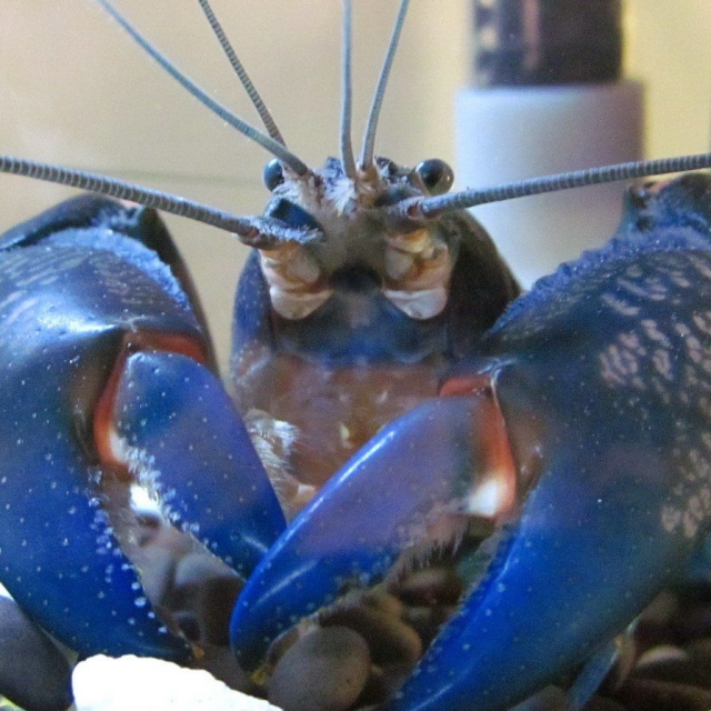 V信&ldquo;八妹趣谈YY&rdquo;看YY八卦直播间关注粉丝