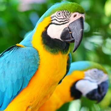 青草 新主播求关注 求过任务的主页-YY直播-YY