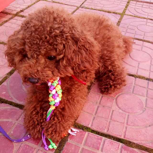 伶可家族直播间关注粉丝_伶可家族粉丝留言_