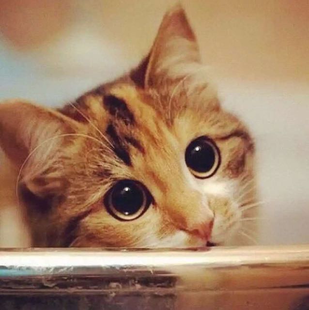 馋猫    