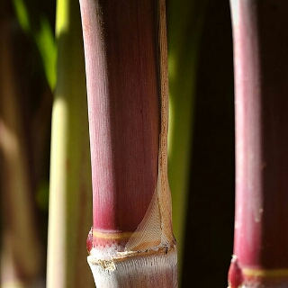 希音 美音秀秀手机声卡转换器批发直播间关注