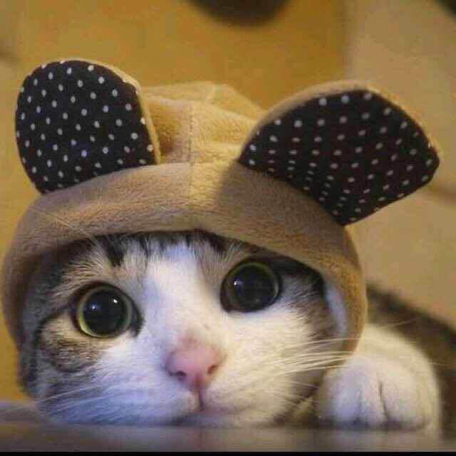 集梦铁柱直播间关注粉丝_集梦铁柱粉丝留言_