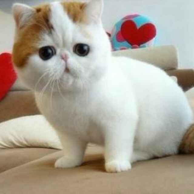 我爱娇喘直播间关注粉丝_我爱娇喘粉丝留言_