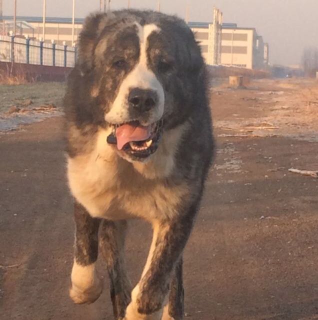 烈风猛犬视频直播全集_烈风猛犬资料大全-YY官