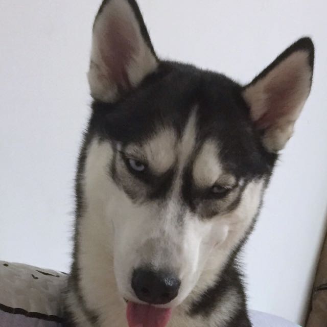 张大仙视频直播全集_张大仙资料大全-YY官方