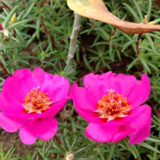 鲨鱼视频直播全集_鲨鱼资料大全-YY官方