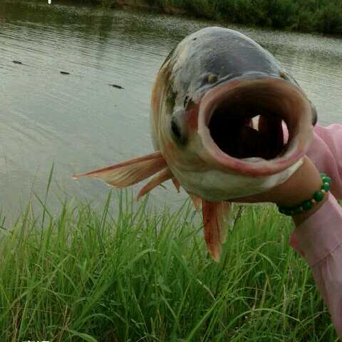 龙嫂直播间关注粉丝_龙嫂粉丝留言_龙嫂粉丝