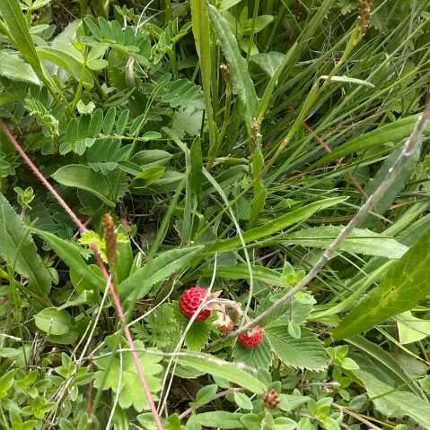天涯大哥的主页-YY直播-YY.COM中国领先的直
