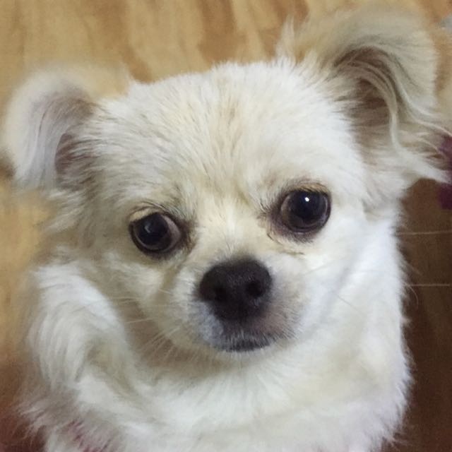 夕阳红丶红叔直播间关注粉丝_夕阳红丶红叔粉