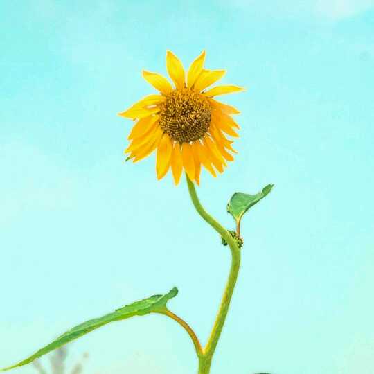 桃子直播间关注粉丝_桃子粉丝留言_桃子粉丝