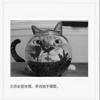 YYlol直播间关注粉丝_YYlol粉丝留言_YYlol粉丝