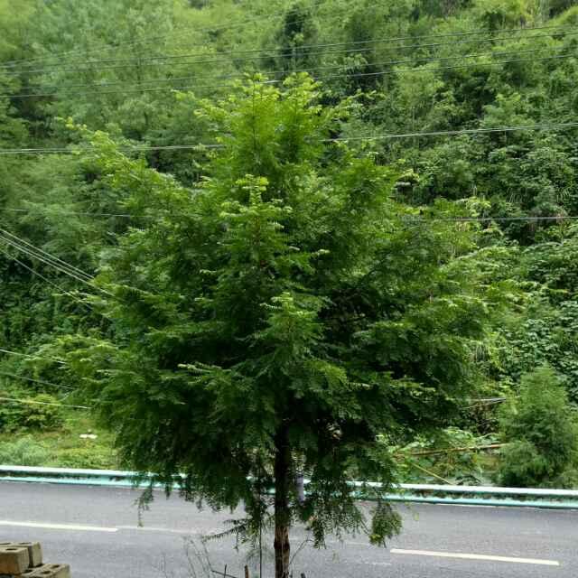 老青松ajen