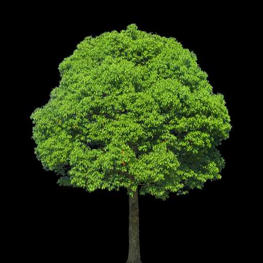 看晨风下象棋直播间关注粉丝_看晨风下象棋粉