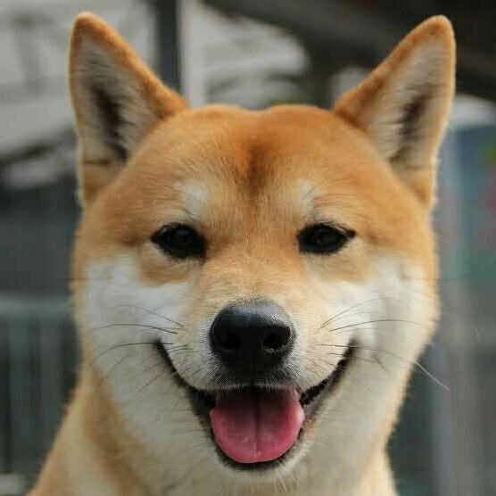 欢子哥ce4c9