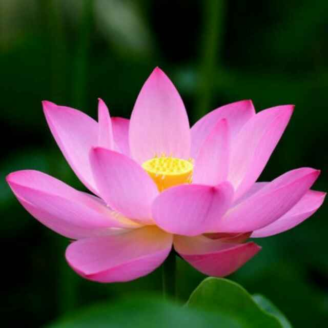 孙延琴-张家口蔚县直播间关注粉丝_孙延琴-张