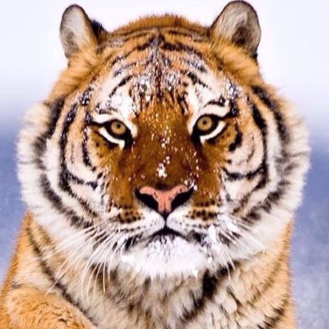 久哥直播间关注粉丝_久哥粉丝留言_久哥粉丝