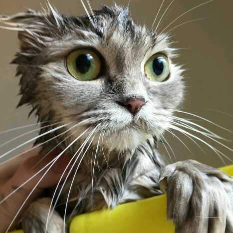 奶黄包直播间关注粉丝_奶黄包粉丝留言_奶黄