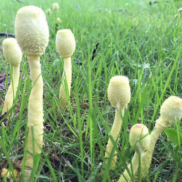 粤港歌神张涛直播间关注粉丝_粤港歌神张涛粉