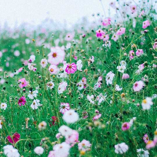 低调看电影直播间关注粉丝_低调看电影粉丝留