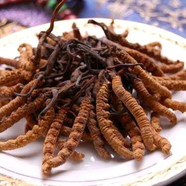 【青藏特产昆仑雪菊养生保健】视频直播-YY