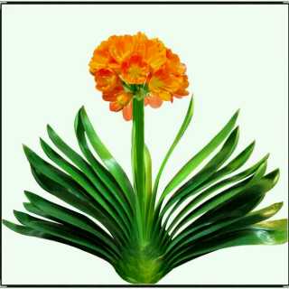 晋城饿狼团队——王鹏视频直播全集_晋城饿