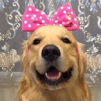 金毛蛋黄视频直播全集_金毛蛋黄资料大全-YY官方